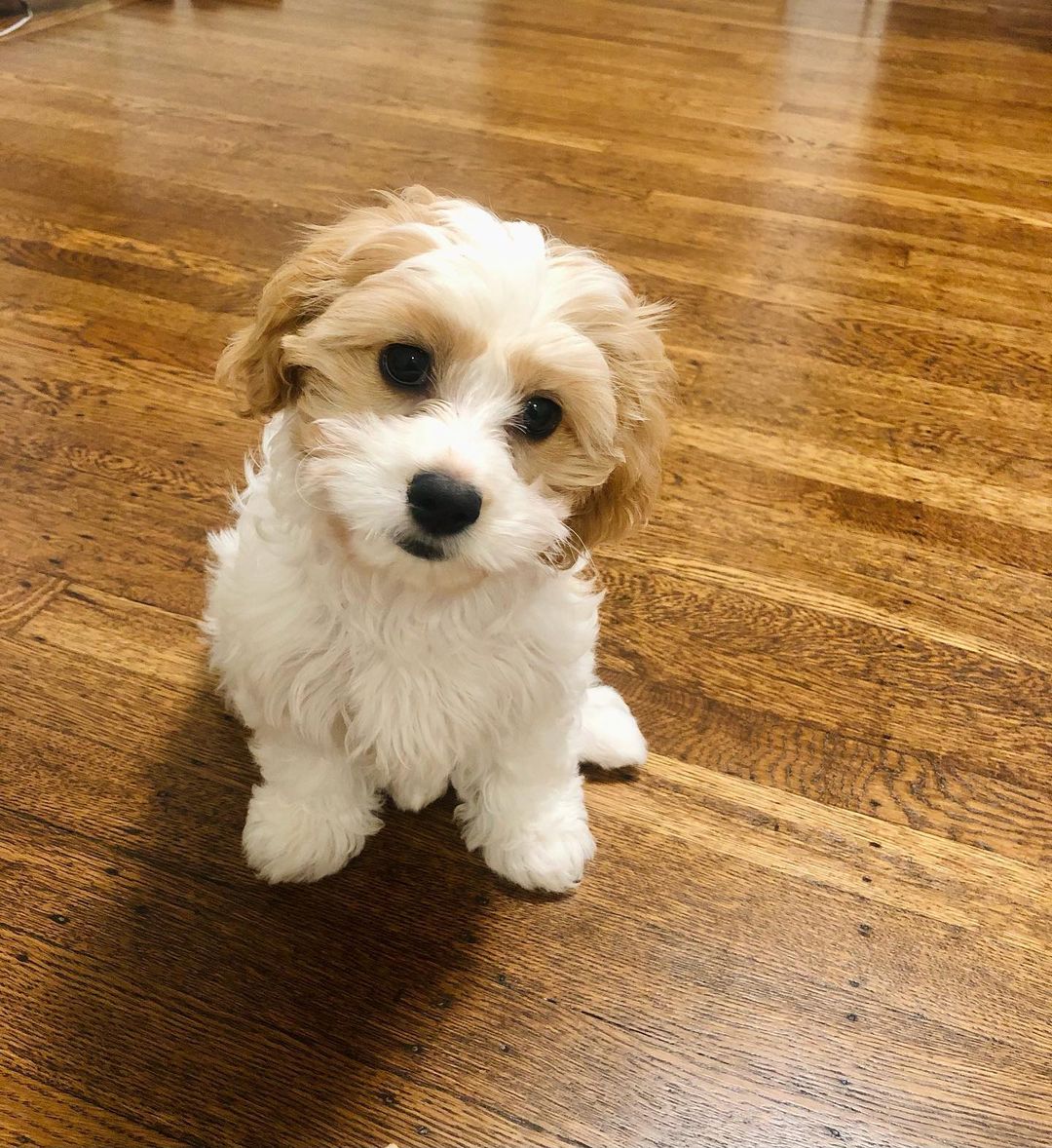 Cachorro Cavachon